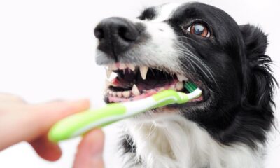 mouth cleaning in dogs