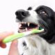 mouth cleaning in dogs