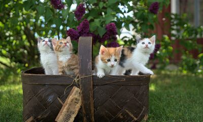 Kittens For Adoption Near Me