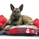 Best Kong Dog Beds: Ultimate Guide to a Sturdy Bedding