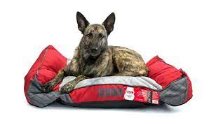 Best Kong Dog Beds: Ultimate Guide to a Sturdy Bedding