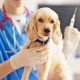 How Much Do puppy Vaccinations Usually Cost