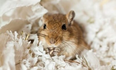Which Gerbil Breed Should I Get?