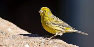 What Singing Canaries Are the Best?