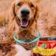 Foods for Dogs Contains Probiotics
