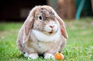 Fun Information About Rabbits