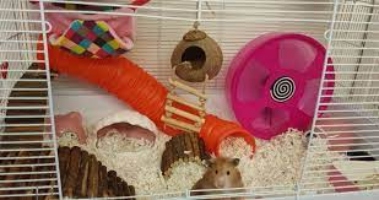 What Cage to Get for Your Syrian Hamster?