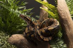 For Your Pet Snake, The Best Terrariums (Ultimate Guide)
