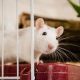 DO PET RATS NEED A SPECIFIC KIND OF CAGE?