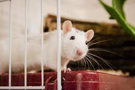 DO PET RATS NEED A SPECIFIC KIND OF CAGE?