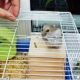 Should a Hamster Be Allowed to Leave Its Cage?