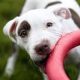 The top 7 indestructible dog toys for strong dogs (tested by 1000+ dogs)