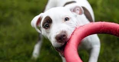 The top 7 indestructible dog toys for strong dogs (tested by 1000+ dogs)