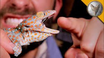 Are geckos venomous?