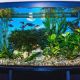 Top Fin Corner Tanks That Are Ideal For Aquariums