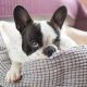 Do Dog Calming Beds Actually Work?