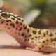 How Do Leopard Geckos Live?