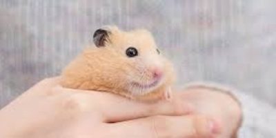 How Do Hamster Cheek Pouches Work? What Are Some Common Issues?