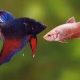 How to Spot a Boy or a Girl in Your Betta Fish