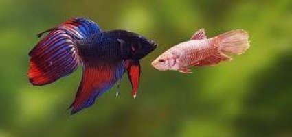 How to Spot a Boy or a Girl in Your Betta Fish