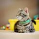 How A Vet Suggests Choosing The Best Kitten Collars