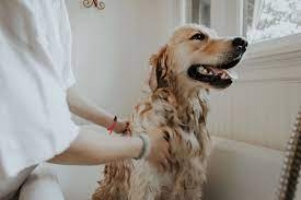 Which Shampoo Should I Use for My Pet?