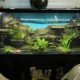 You must try these easy DIY aquarium background ideas.
