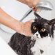 Should I Bathe My Cat with Flea Shampoo?