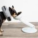 How to Make Your Dog More At Ease While Wearing a Cone