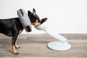 How to Make Your Dog More At Ease While Wearing a Cone