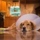 Alternatives to Dog Cones That Actually Work