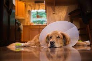 Alternatives to Dog Cones That Actually Work