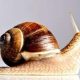 THE FACTS ABOUT SNAILS