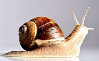 THE FACTS ABOUT SNAILS