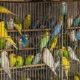 CAGED BIRDS AS PETS: A CRUELTY NEVER PURCHASE A BIRD AND HERE'S WHY