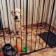 Options That Are Safe to Chew in a Crate