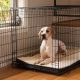 Find the appropriate size crate with our guide to dog crates.