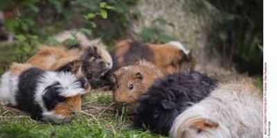 A New Pet Trend Is Guinea Pigs Without Hair