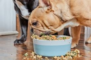 What should my puppy eat?
