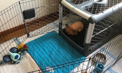 What to Look For in a Small Dog Crate