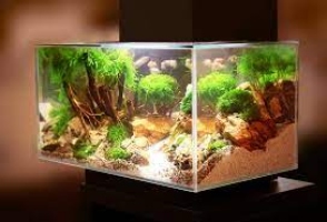 Things to Consider When Buying a 100 Gallon Fish Tank