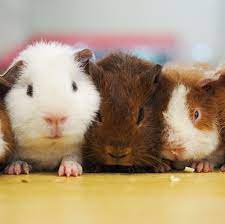 Different Types of Guinea Pig Costumes