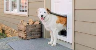 The Best Dog Doors to Keep Your Pets Safe and Secure