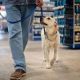 In-Store Pet Policy - PetSmart