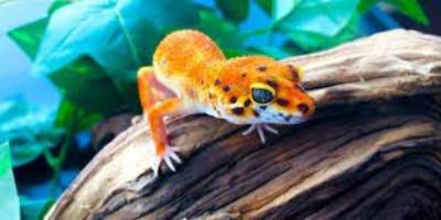Pet Reptiles for Sale: Snakes, Geckos, Turtles