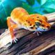Pet Reptiles for Sale: Snakes, Geckos, Turtles