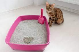 What Type of Cat Litter Box is Right For You?
