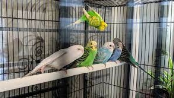 A Review of Prevue Bird Cages For Parakeets