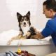 PetSmart Fort Collins - Everything You Need to Know About the Fort Collins Pet Store