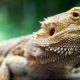 Buying a Bearded Dragon For Sale From PetSmart? Read This First